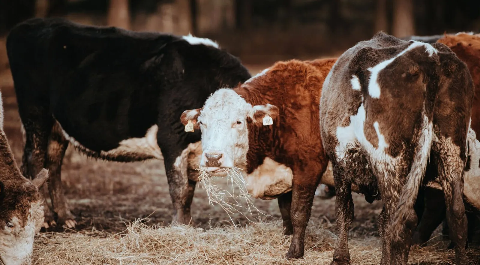 Beeld uit het project van Butcher Bulls